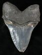 Serrated Megalodon Tooth - Massive Root #13064-2